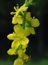 Agrimony - Bachblten aus der Stallapotheke Pferdeblick