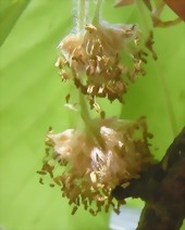 Beech - Bachblten aus der Stallapotheke Pferdeblick