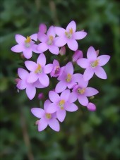 Centaury - Bachblten aus der Stallapotheke Pferdeblick