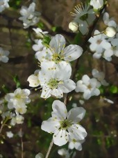 Cherry Plum - Bachblten aus der Stallapotheke Pferdeblick