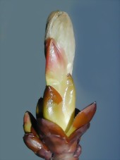 Chestnut Bud - Bachblten aus der Stallapotheke Pferdeblick