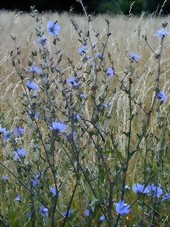 Chicory - Bachblten aus der Stallapotheke Pferdeblick