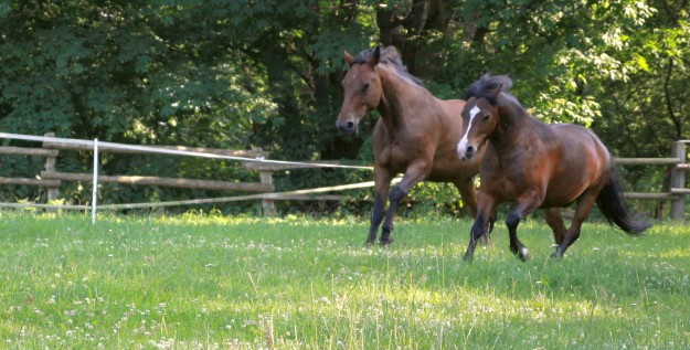 Koppel Reitsport STALLAPOTHEKE PFERDEBLICK